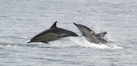 Dolphins jumping across a calm sea