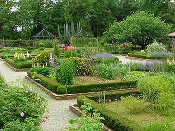 The walled garden with rows of hedged planting beds. Full of flowers, herbs and vegatables. A Glass potting shed in the distance