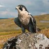 peregrine falcon images